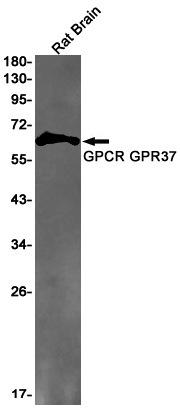 GPR37 Antibody