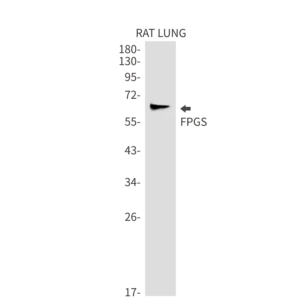 FPGS Antibody