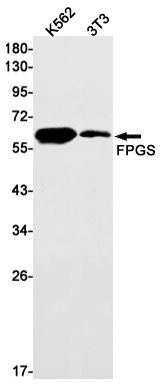 FPGS Antibody