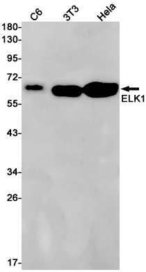 ELK1 Antibody