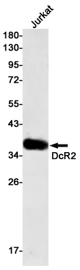 TNFRSF10D Antibody