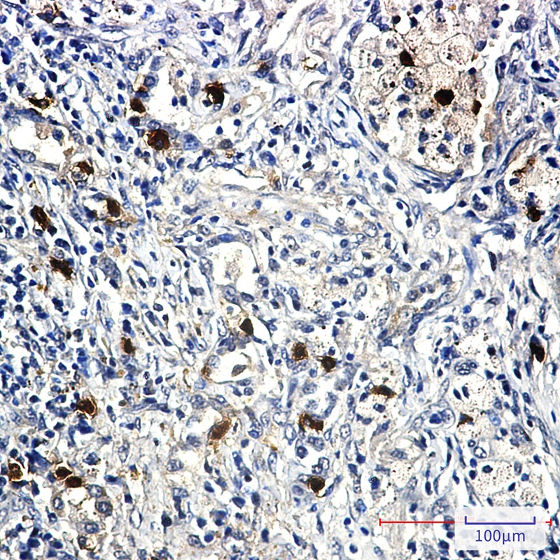 Cyclin E2 Rabbit Monoclonal Antibody