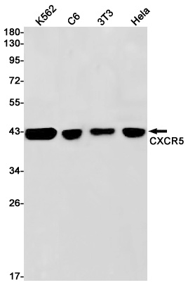 CXCR5 Antibody