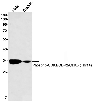 CDK1/CDK2/CDK3 Antibody