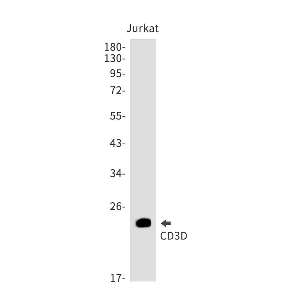 CD3D Antibody