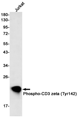 CD247 Antibody