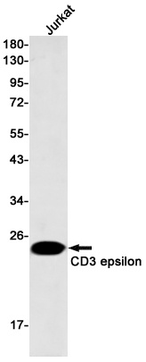 CD3E Antibody