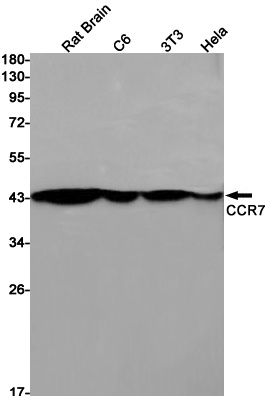 CCR7 Antibody