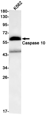 CASP10 Antibody