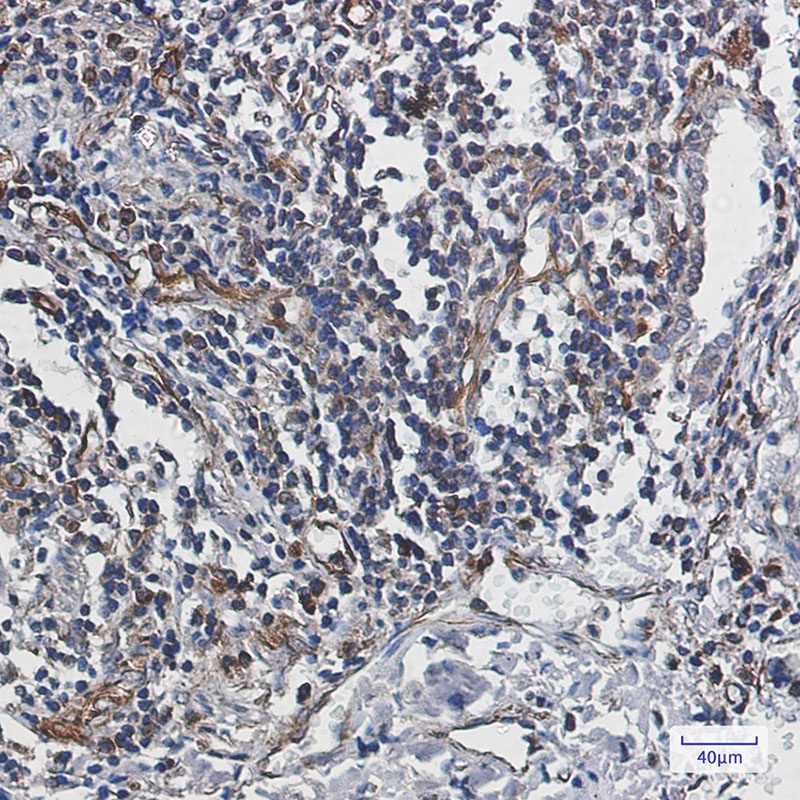CASP10 Antibody