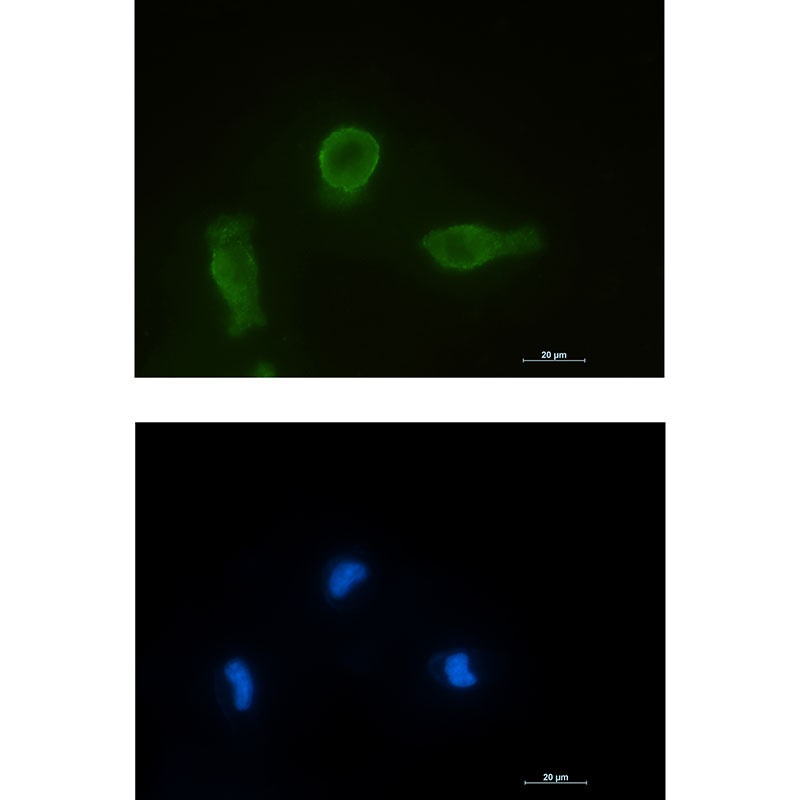 BCL2L1 Antibody
