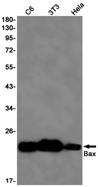 BAX Antibody