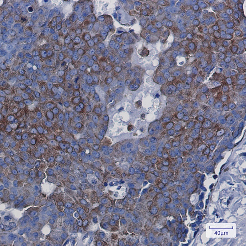 BCAP31 Antibody