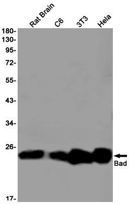 BAD Antibody