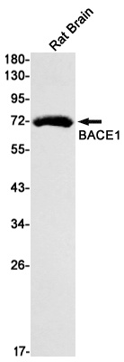 Bace1 Antibody