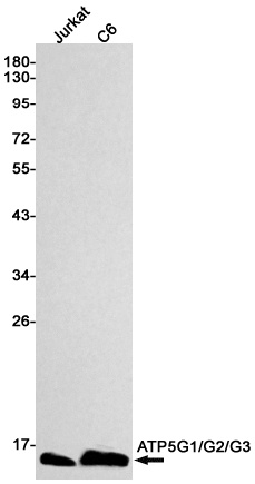 ATP5MC1 Antibody