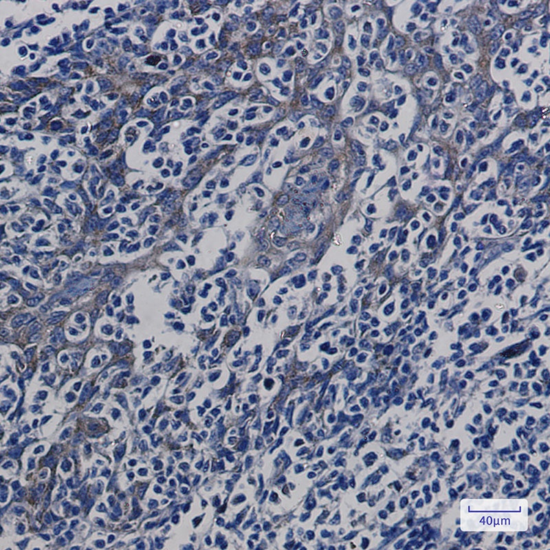 ATP5MC1 Antibody