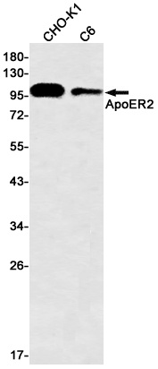 ApoER2 Rabbit Monoclonal Antibody