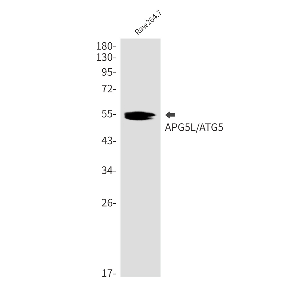 ATG5 Antibody