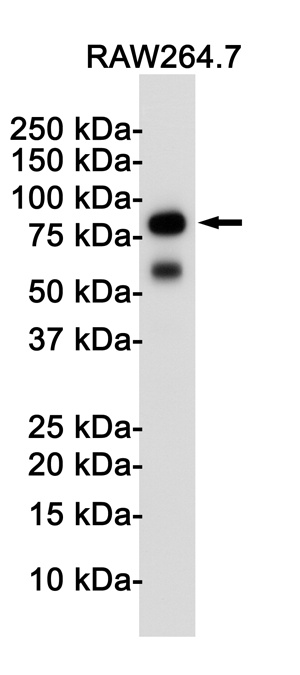 Tlr2 Antibody