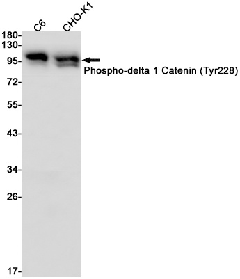 CTNND1 Antibody