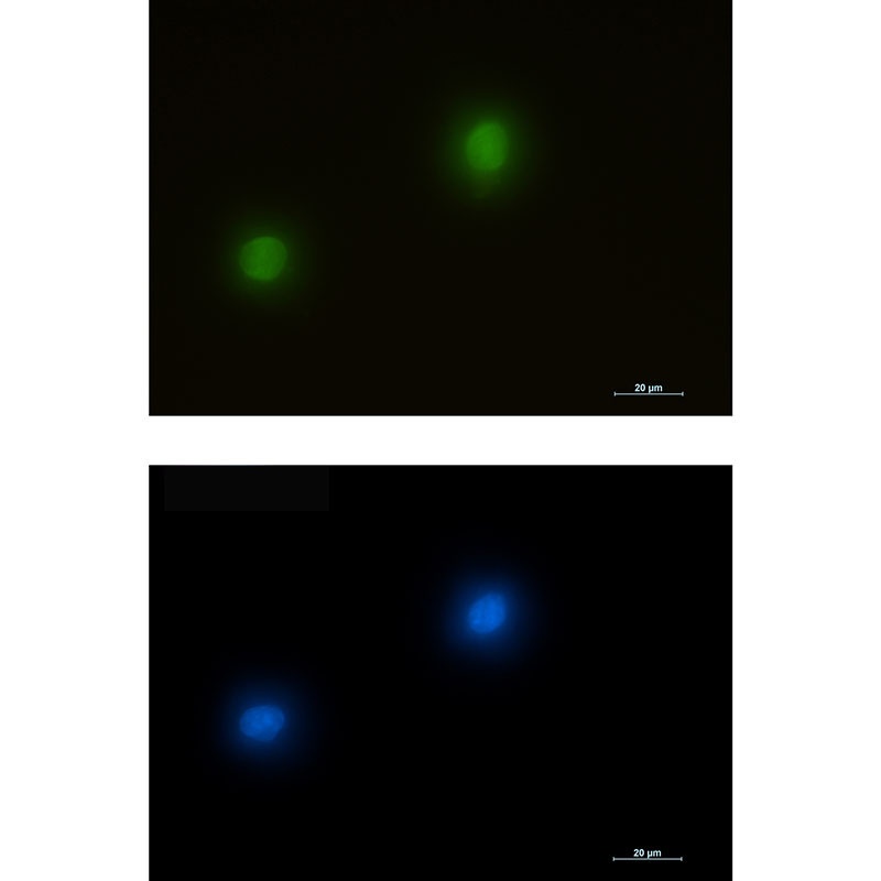 MAPK1 Antibody