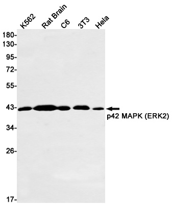 MAPK1 Antibody