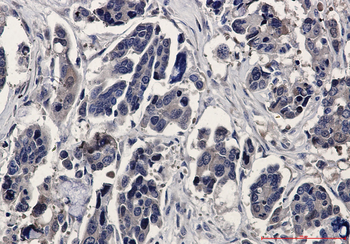 MAPK1 Antibody
