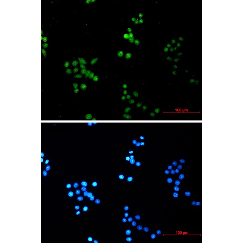COPS8 Rabbit Monoclonal Antibody