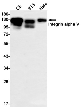 ITGAV Antibody