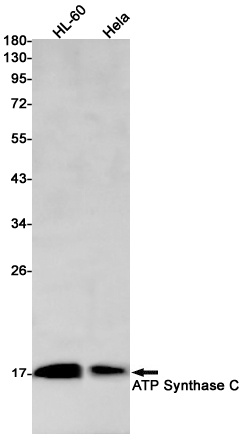 ATP5MC1 Antibody