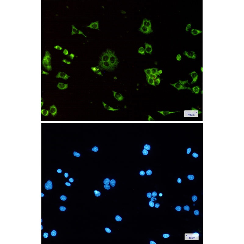 ATP5MC1 Antibody