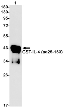 IL4 Antibody