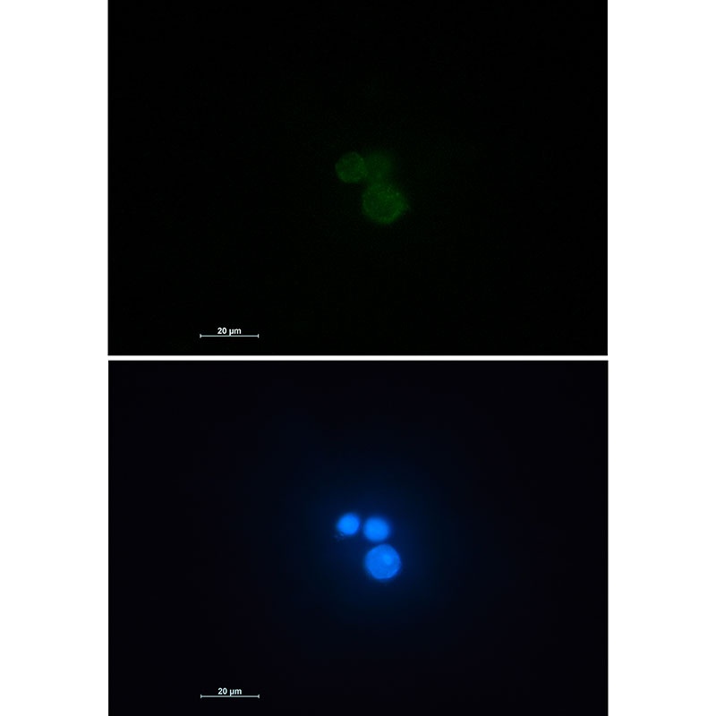 MATR3 Antibody