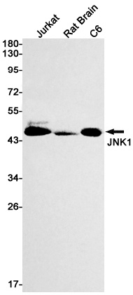 Mapk8 Antibody
