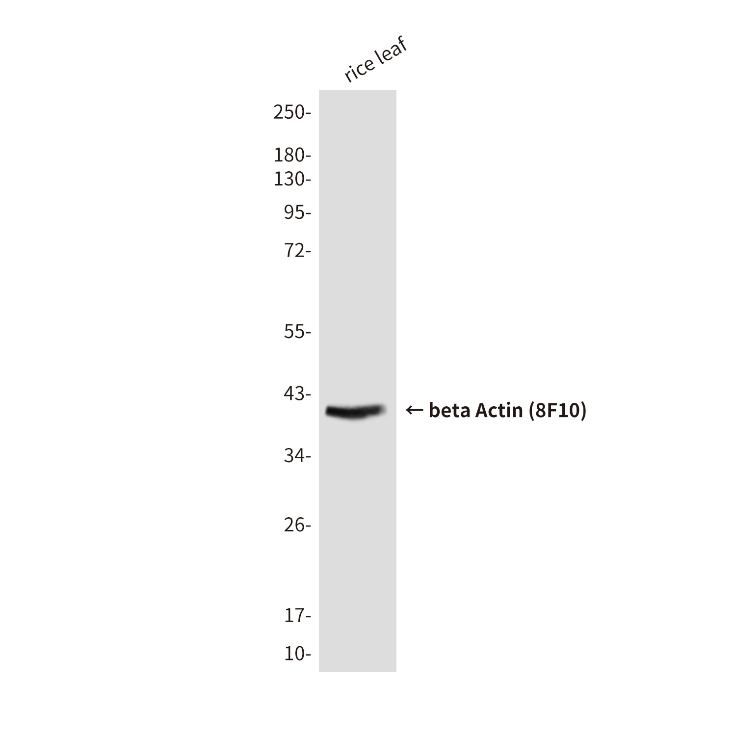 ACTB Antibody (HRP)