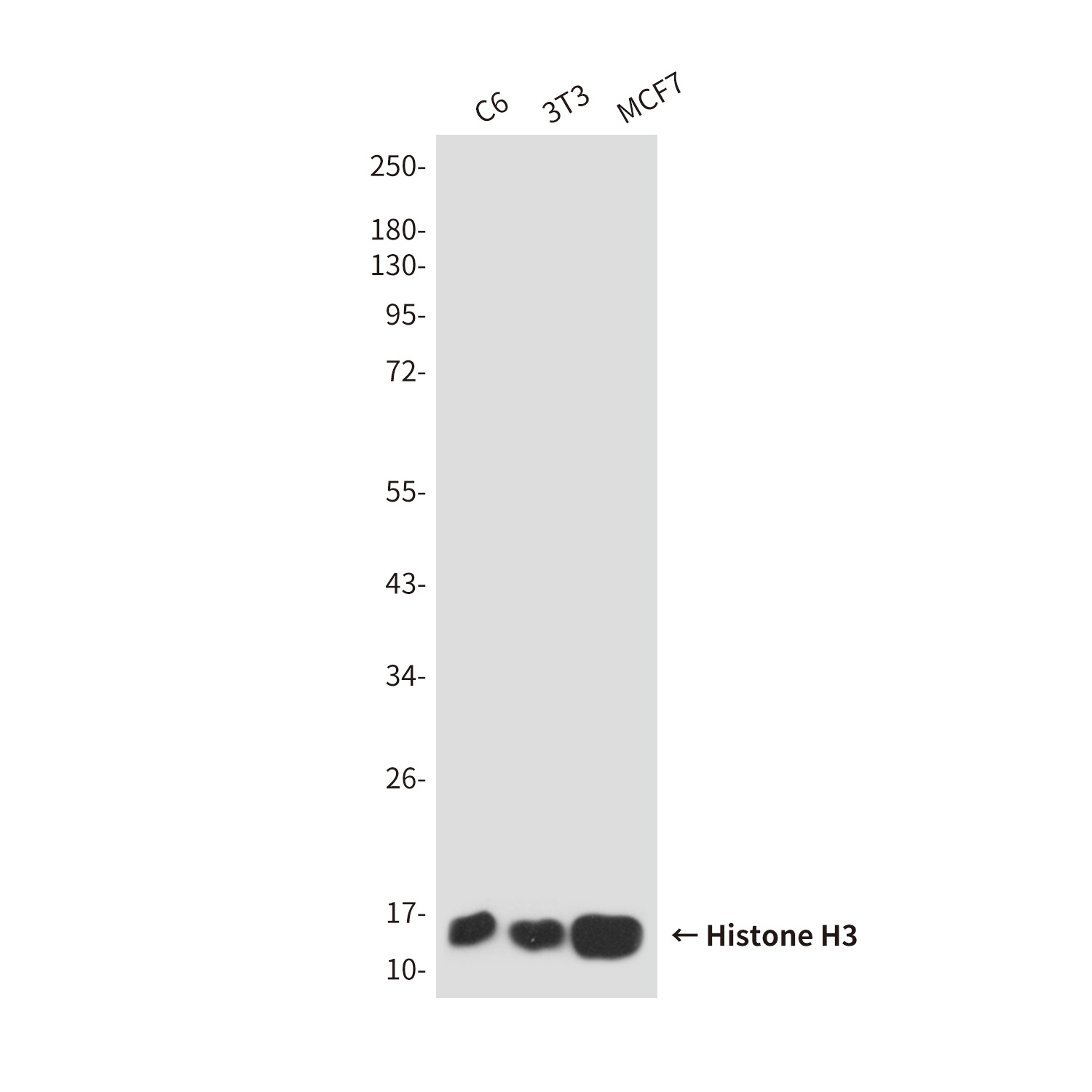 H3C1 Antibody