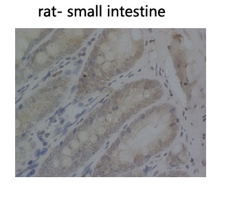 PCNA Antibody