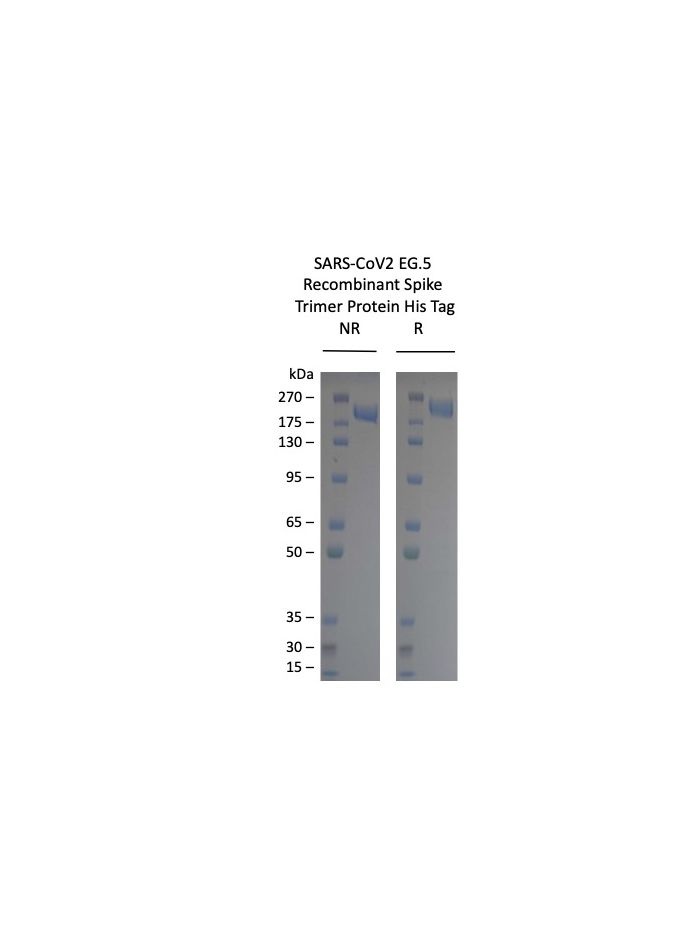 SARS-COV-2-EG-5 Omicron Variant Recombinant Spike Trimer His Tag