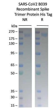 SARS-CoV-1 B039 Variant Recombinant Spike Trimer His Tag
