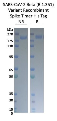SARS-CoV-2 Beta B.1.351 Variant Recombinant Spike Trimer His Tag
