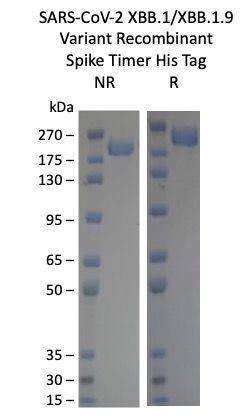 SARS-CoV-2 XBB.1/XBB.1.9 Omicron Variant recombinant Spike Trimer His Tag
