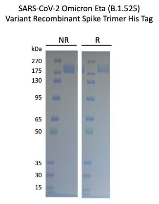 SARS-CoV-2 Eta B.1.525 Variant Recombinant Spike Trimer His Tag