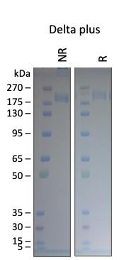 SARS-CoV-2 Delta Plus B.1.617.2.1 Variant Recombinant Spike Trimer His Tag