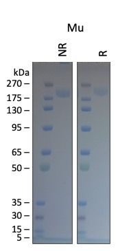 SARS-CoV-2 Mu B.1.621 Variant Recombinant Spike Trimer His Tag
