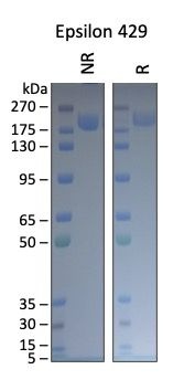 SARS-CoV-2 Epsilon B.1.429 Variant Recombinant Spike Trimer His Tag