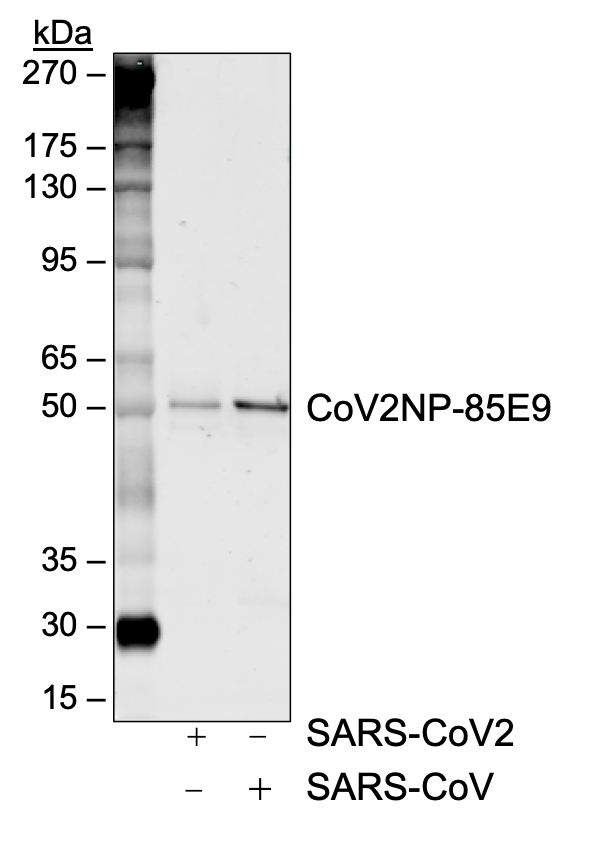 SARS-CoV-2 Nucleoprotein (NP) rabbit mAb Antibody