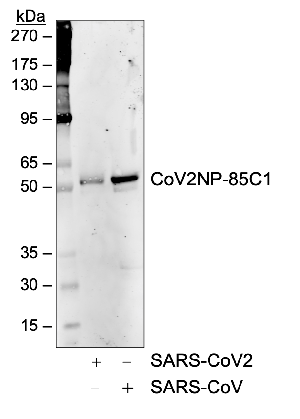 SARS-CoV-2 Nucleoprotein (NP) rabbit mAb Antibody