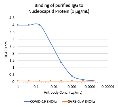 SARS-CoV-2 Nucleoprotein (NP) rabbit mAb Antibody
