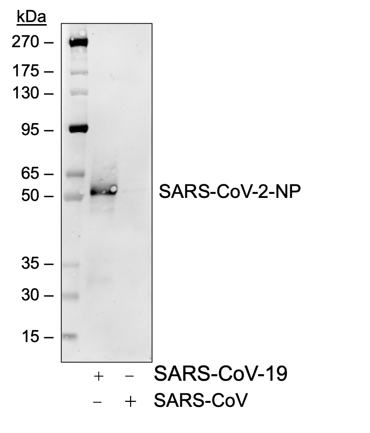 SARS-CoV-2 NP rabbit mAb Biotin Conjugate Antibody